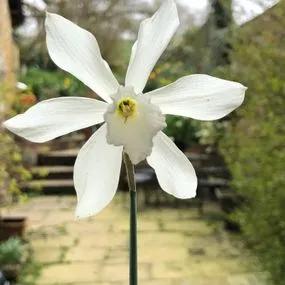 Thalia Daffodil (Narcissus triandrus Thalia) Img 2